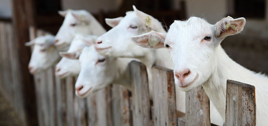 Van boerderij naar fabriek - kwaliteitswaarborging geitenmelk