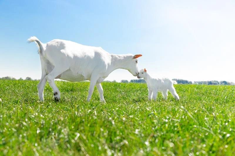 Witte geiten in weiland