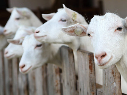 Van boerderij naar fabriek - kwaliteitswaarborging geitenmelk
