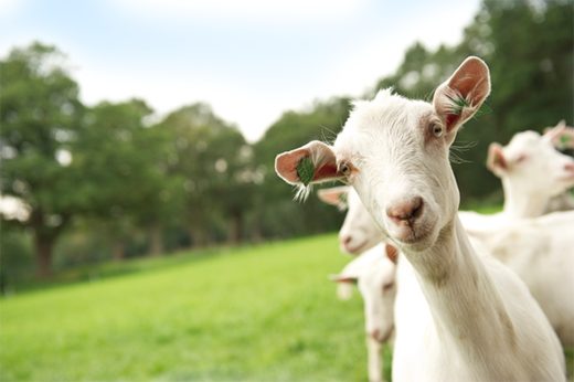 Witte Saanengeiten op een Nederlandse boerderij